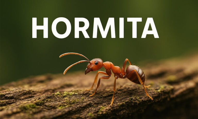 Hormita